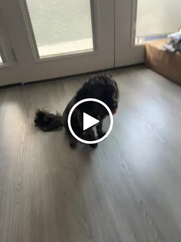 Customer video review of PUMPKIN YAK CHEWS
