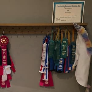 Customer photo review of 2ft Medal Awards Rack Premier Trophy Shelf- Trophy, Plaque and Medal Display