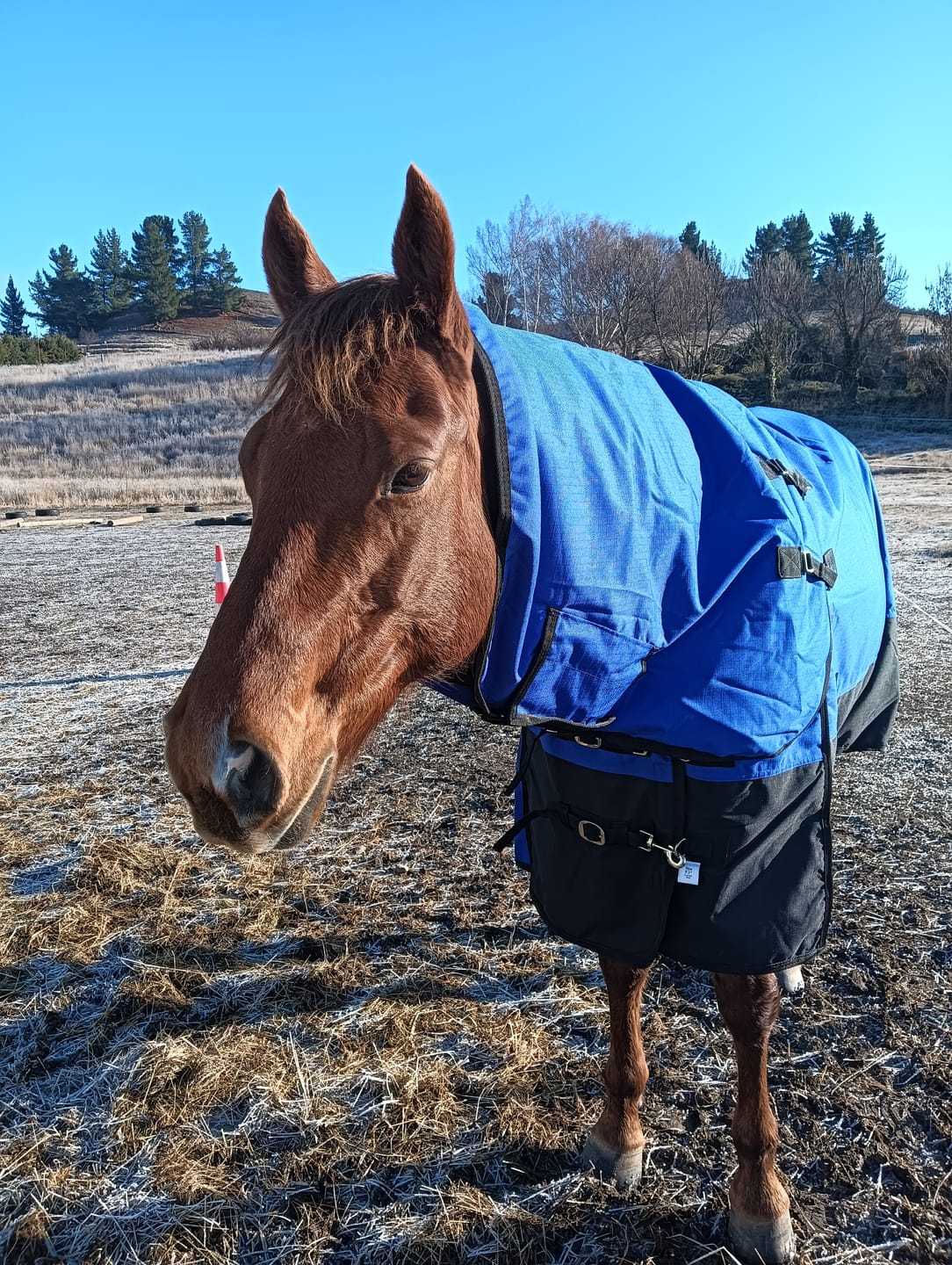 Customer photo review of Duke 1200d Detacha-neck