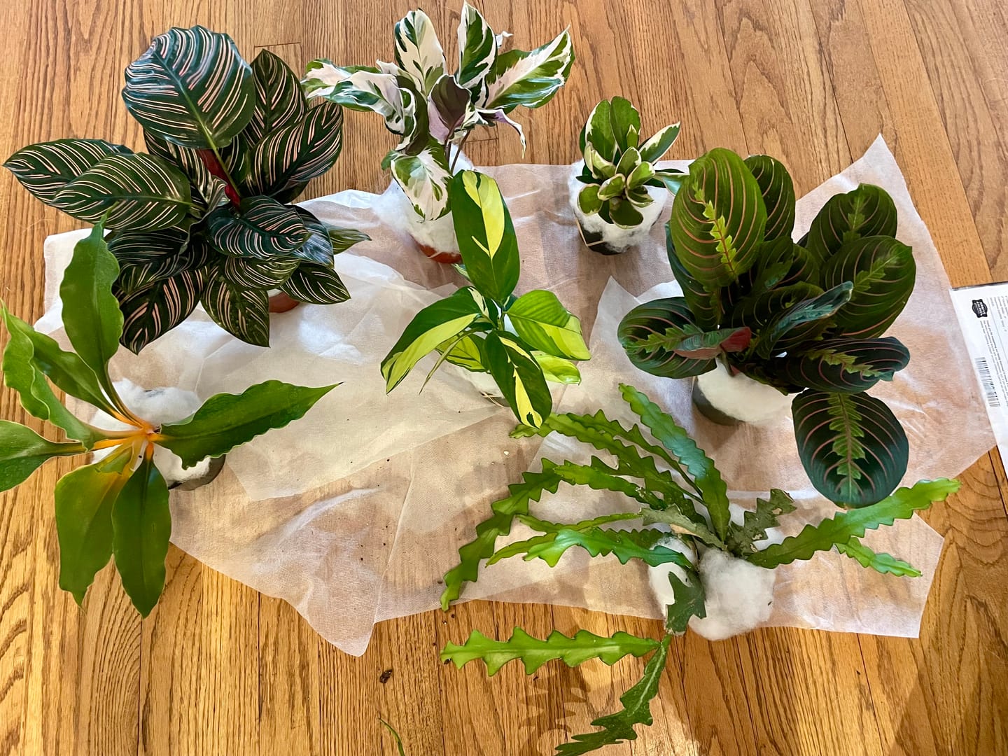 Customer photo review of Ctenanthe lubbersiana