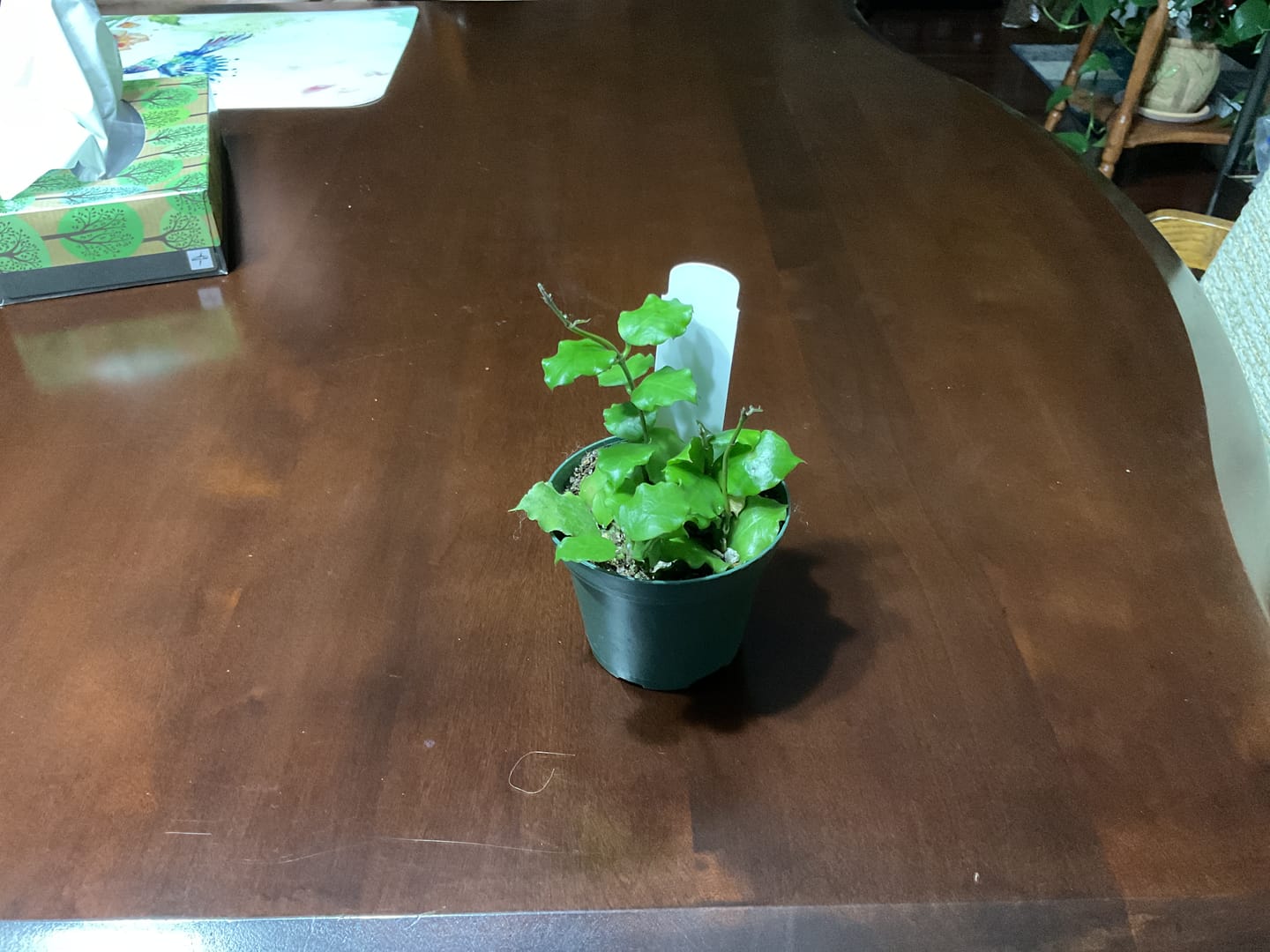 Customer photo review of Hoya endauensis