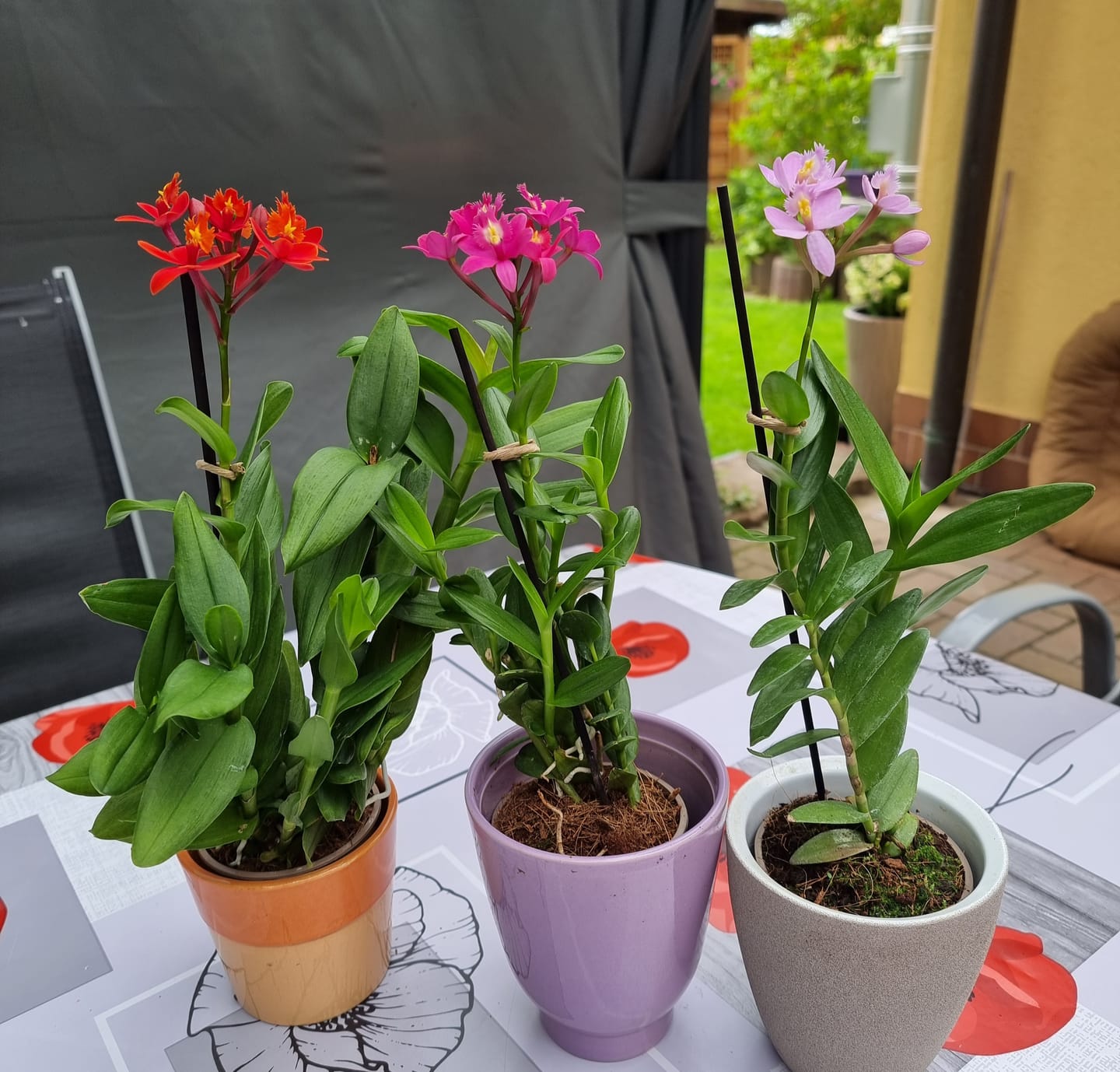 Customer photo review of Epidendrum Nordic Fire Dauerblüher im 3er Set