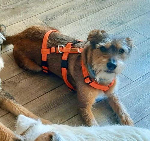 Customer photo review of Premium Sicherheitsgeschirr gepolstert, Panikgeschirr