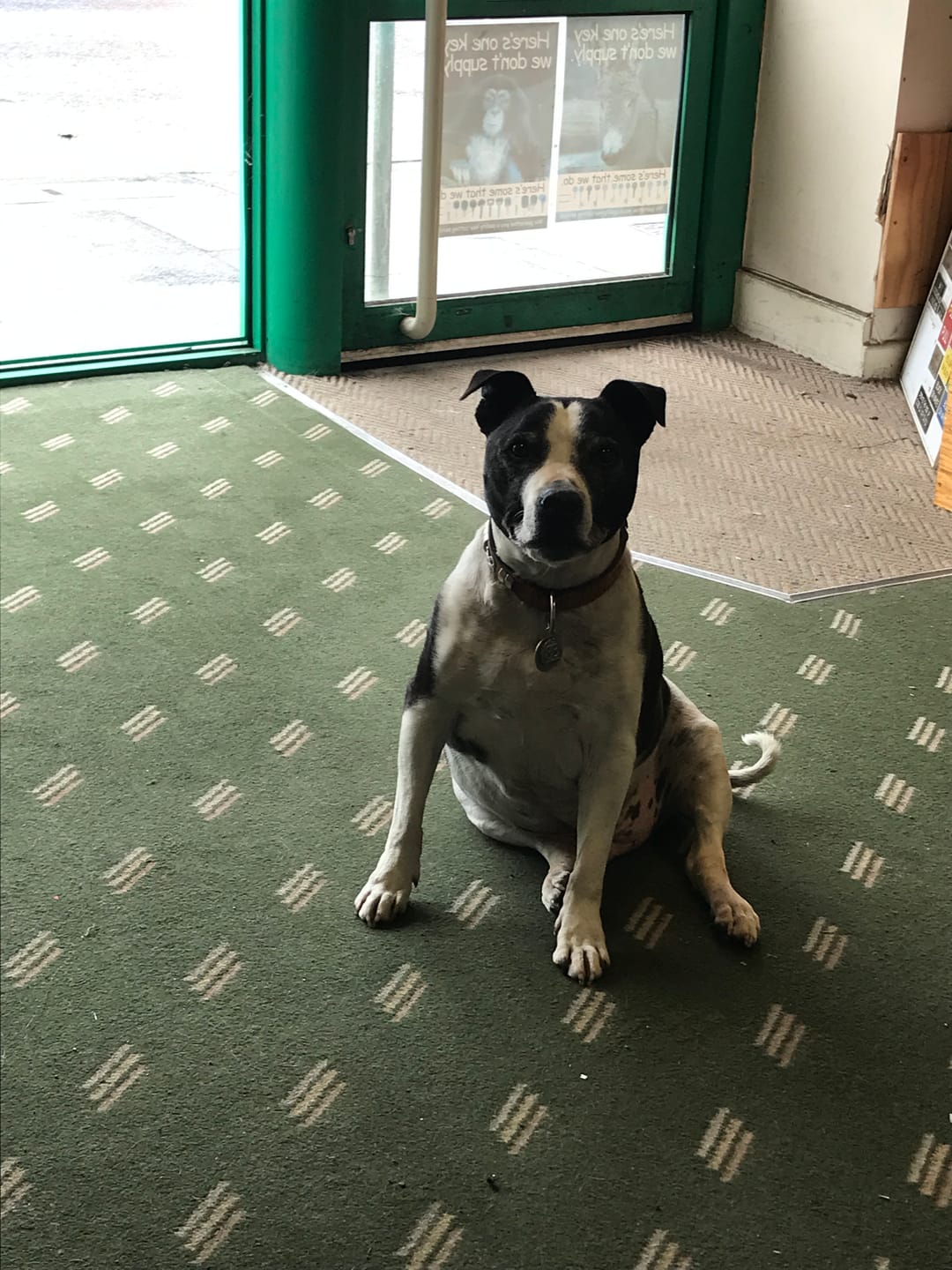 Customer photo review of Total Joint Care Supplement For Dogs