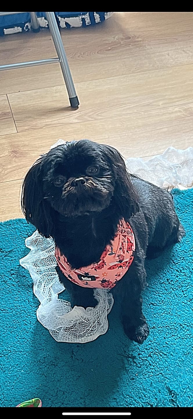 Customer photo review of Adjustable Dog Harness - Snug As A Lady Bug