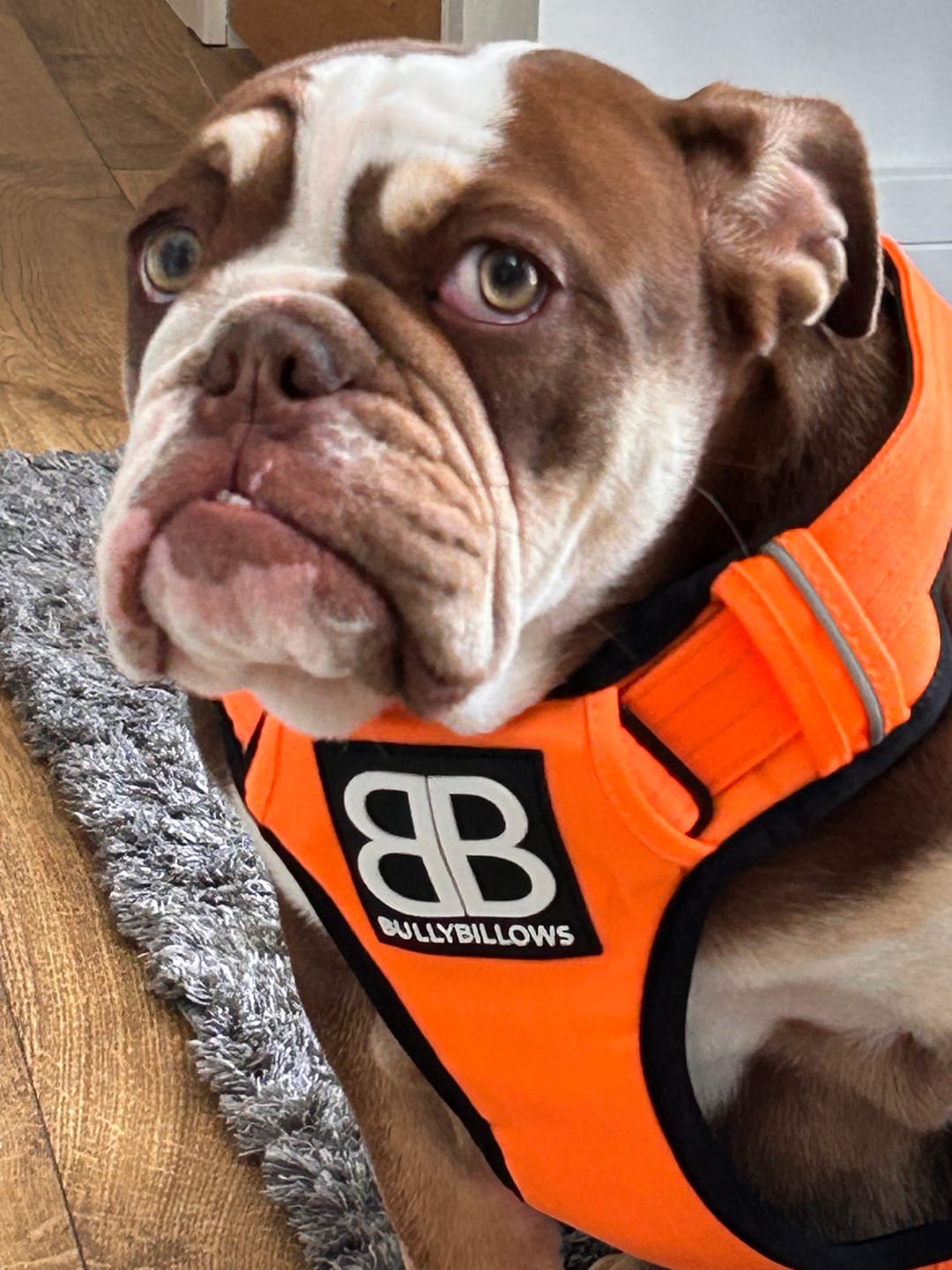 Customer photo review of Premium Comfort Harness | Non Restrictive & Adjustable - Orange v2.0