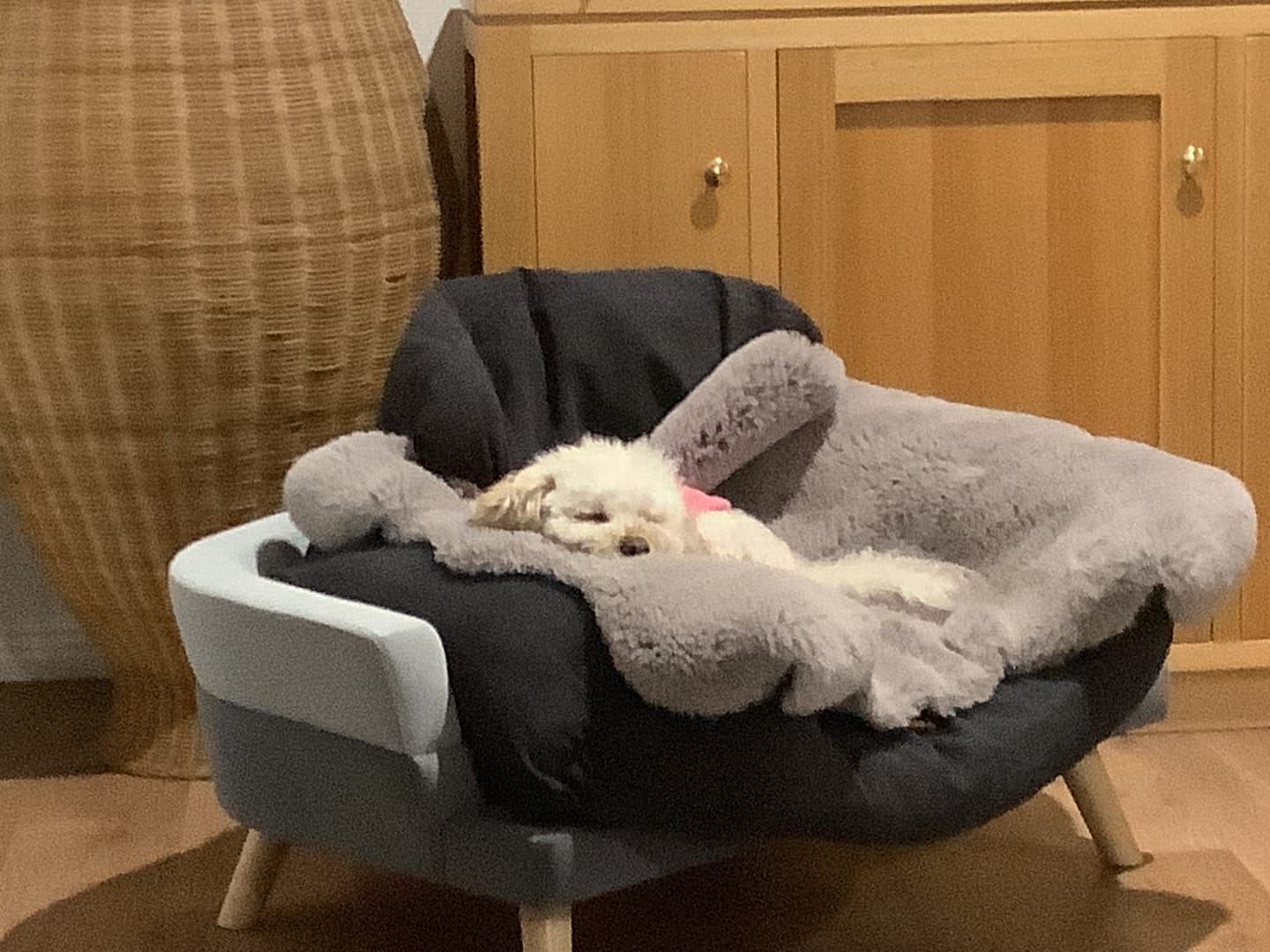 Customer photo review of PaWz Dog Car Booster Seat