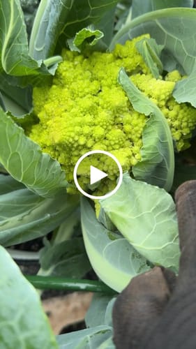 Customer video review of Romanesco Cauliflower Seeds
