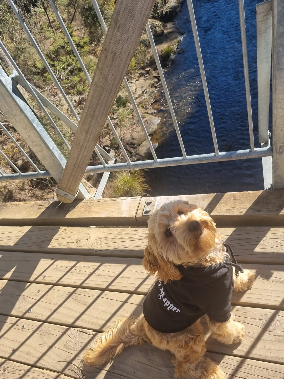 Customer photo review of Gangsta Yapper Dog Hoodie - Personalised