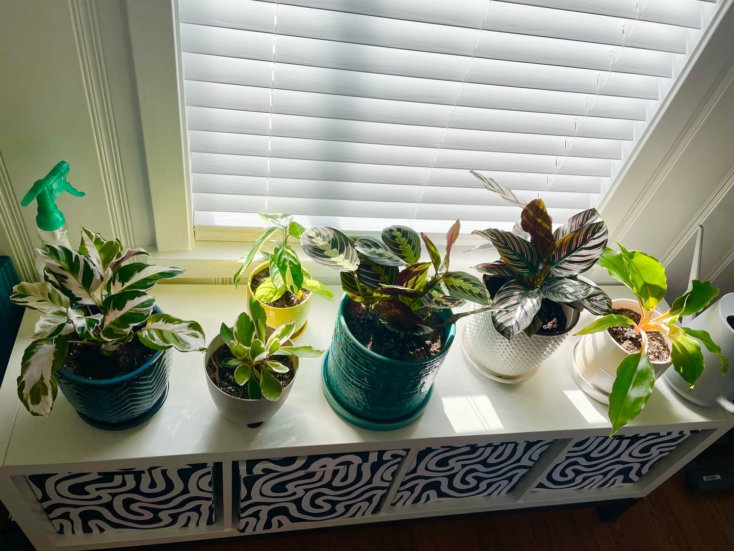 Customer photo review of Calathea 'Stella'