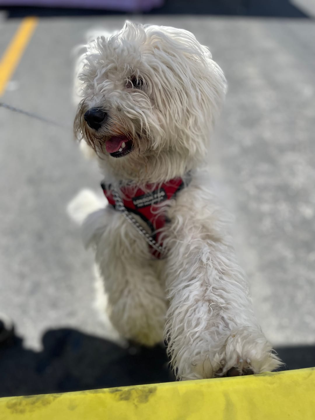 Customer photo review of Moo Moo Beef Jerky Dog Treat