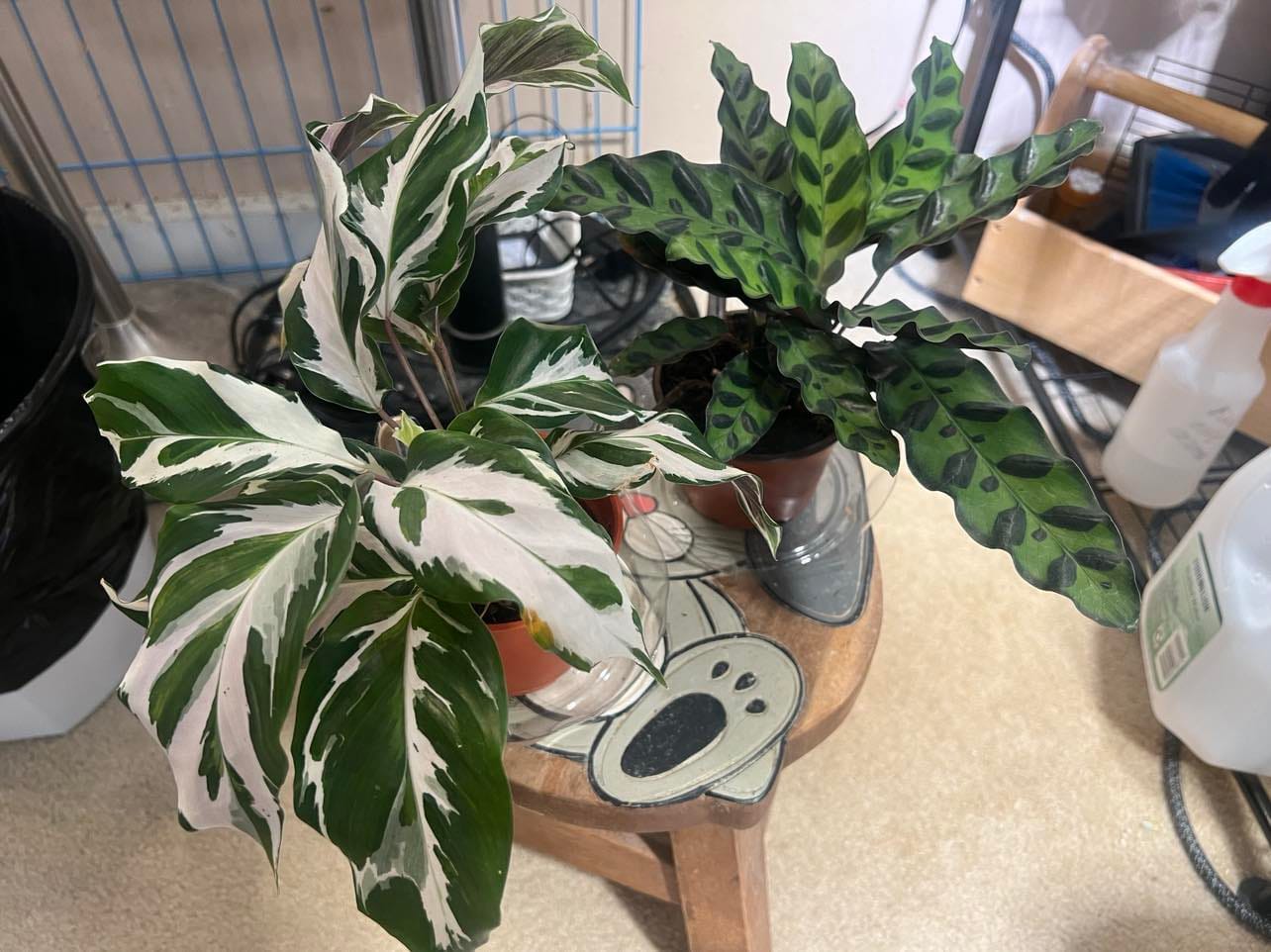 Customer photo review of Calathea 'Stella'