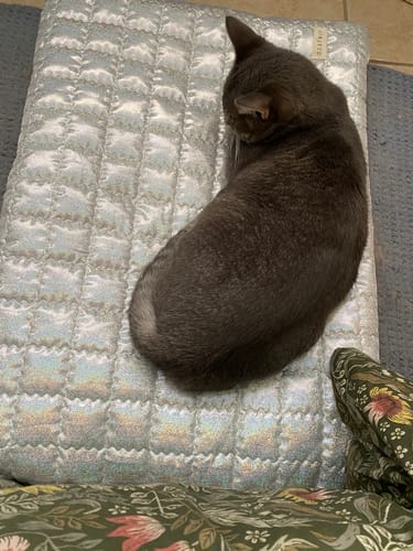 Customer photo review of Supernova Ravioli Bed