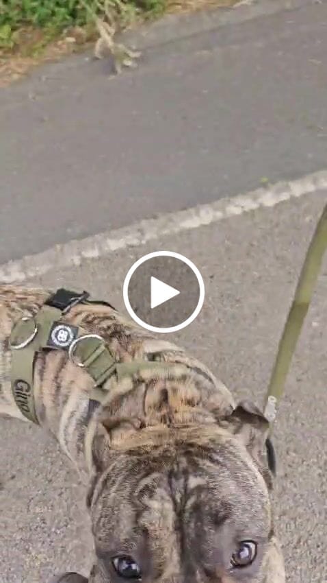 Customer video review of 1.4m LIGHTER Swivel Combat Lead | Neoprene Lined, Secure Rated Clip with Soft Handle - Khaki x Khaki