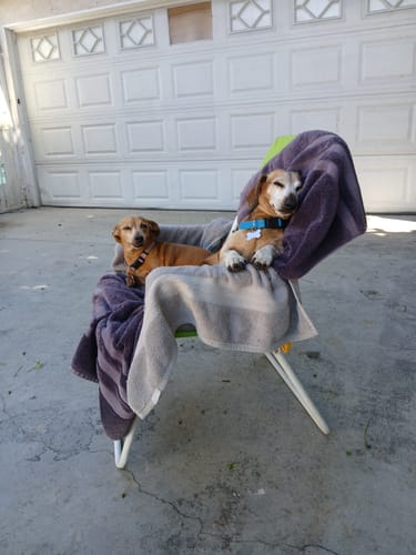 Customer photo review of Medium Organic Coconut CBD Oil : Hip & Joints Health / Skin & Coat : 1 oz - 350mg