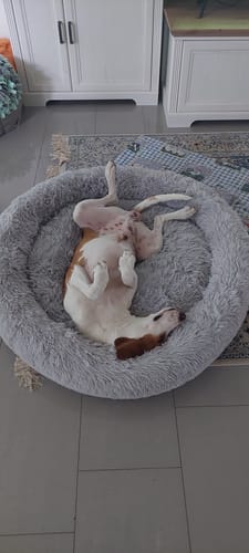 Customer photo review of Belune® Flauschiges Hundebett mit waschbarem Bezug