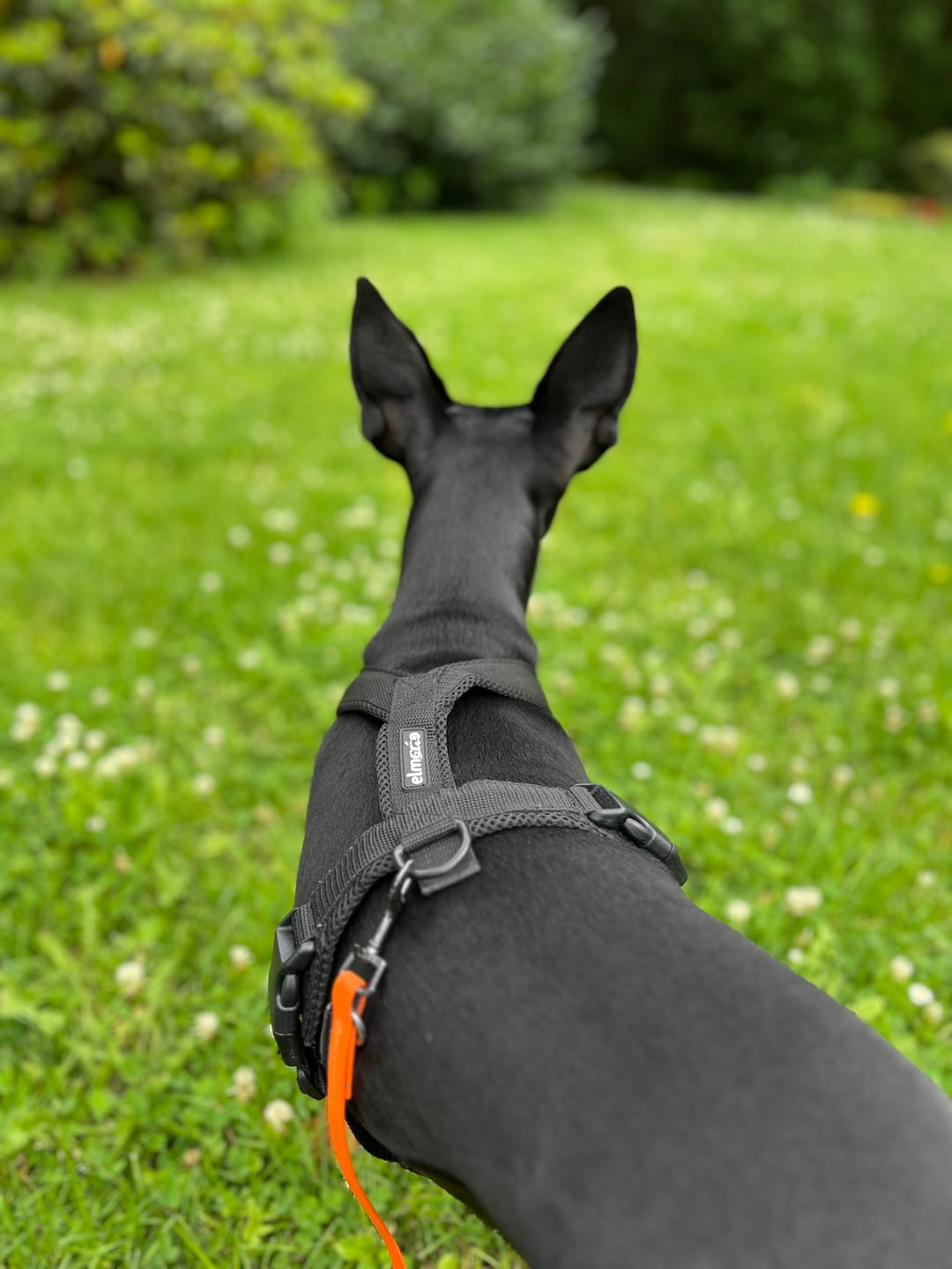 Customer photo review of Hundegeschirr FUN "Volcano Black"