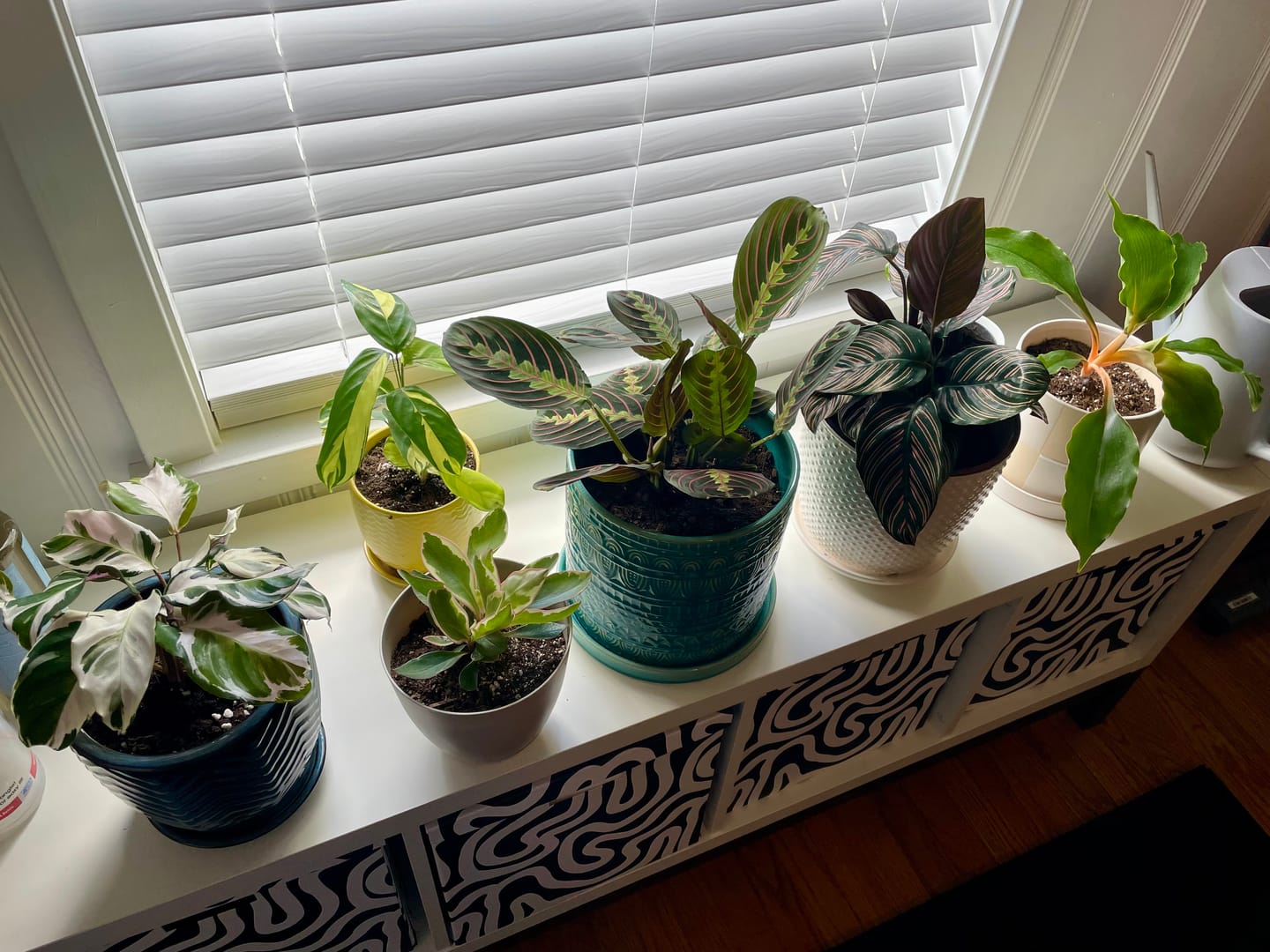 Customer photo review of Peperomia clusiifolia 'Ginny'