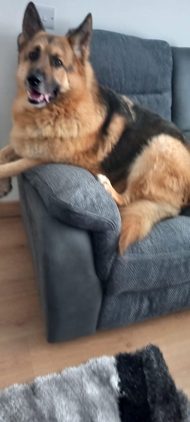 Customer photo review of Dog Skin Rescue Bundle