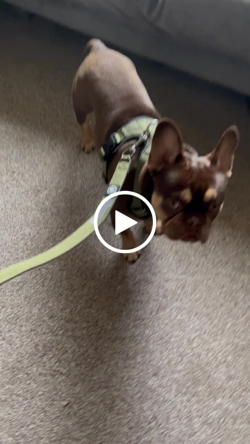 Customer video review of Nylon Snap Hook Lead | Series 2 - Khaki
