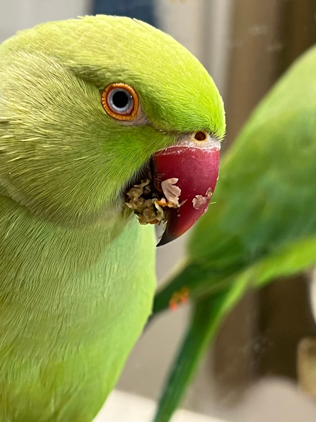 Customer photo review of Bird Bites Mix & Match Samples