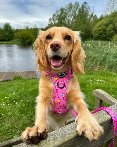 Customer photo review of Tough Trails™ Harness - Candypop