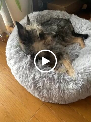 Customer video review of 替えカバー（ペットが安らぐベッド専用）