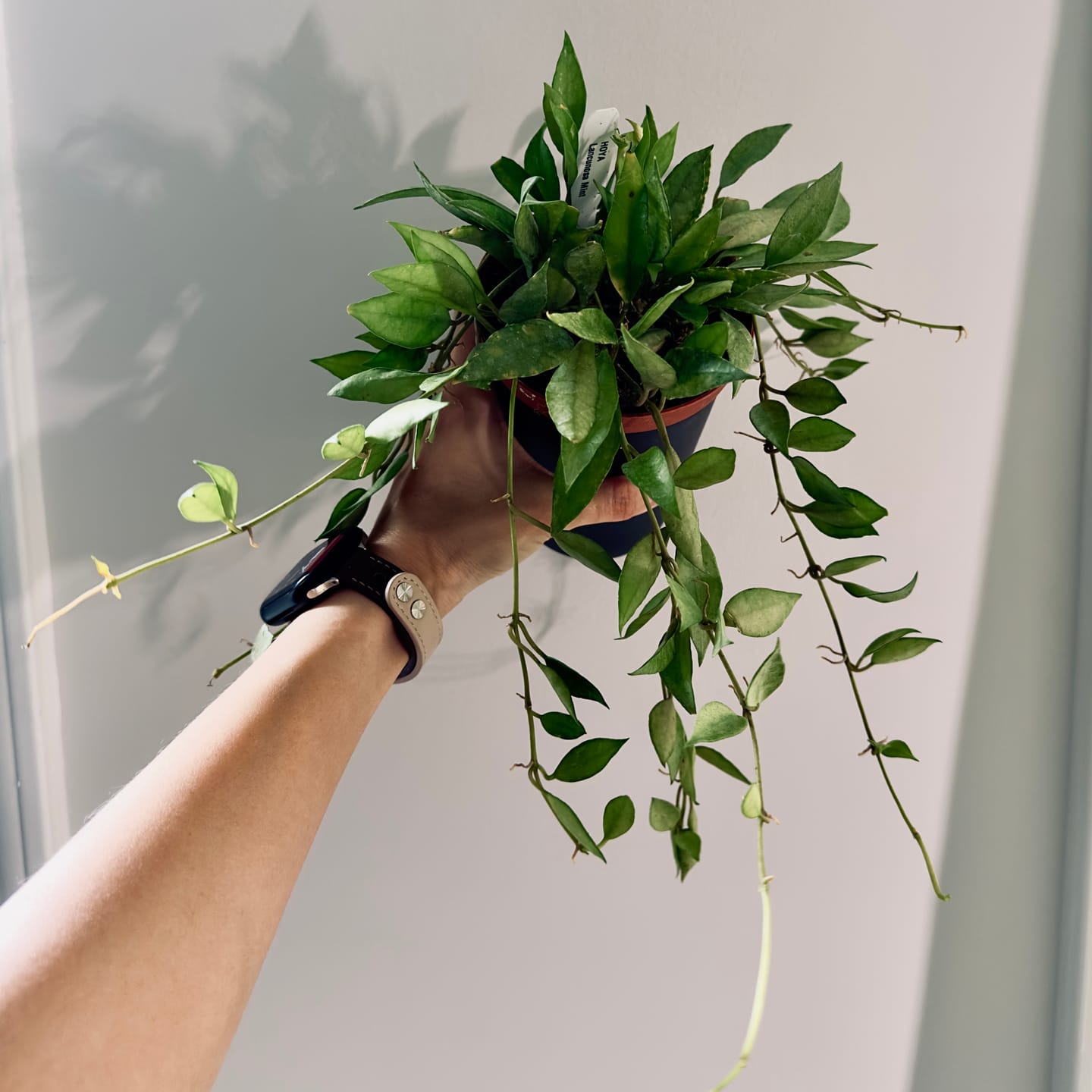 Customer photo review of Hoya lacunosa 'Mint'