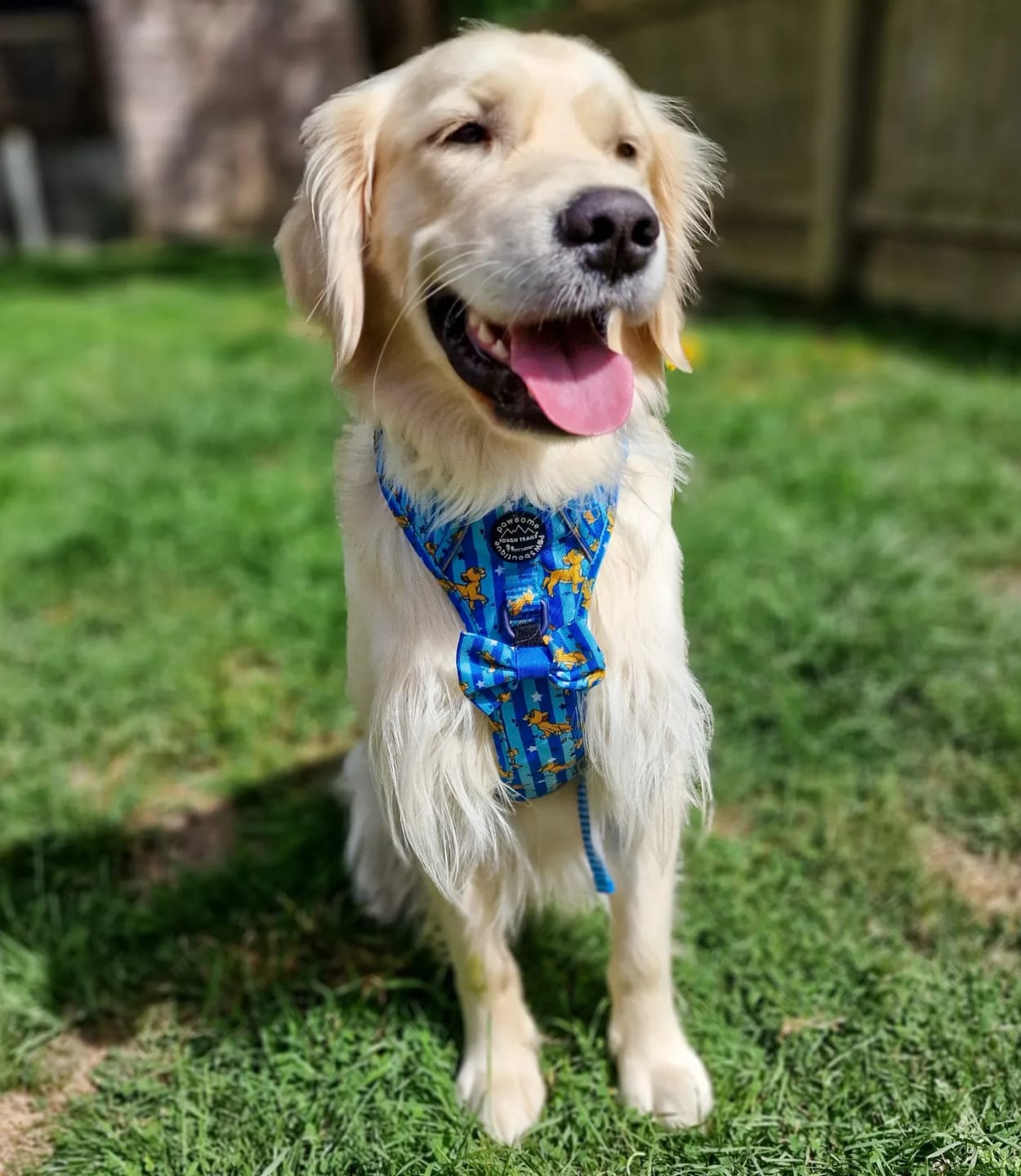 Customer photo review of Disney© Tough Trails™ Harness - Simba