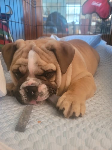 Customer photo review of BLUEBERRY YAK CHEWS