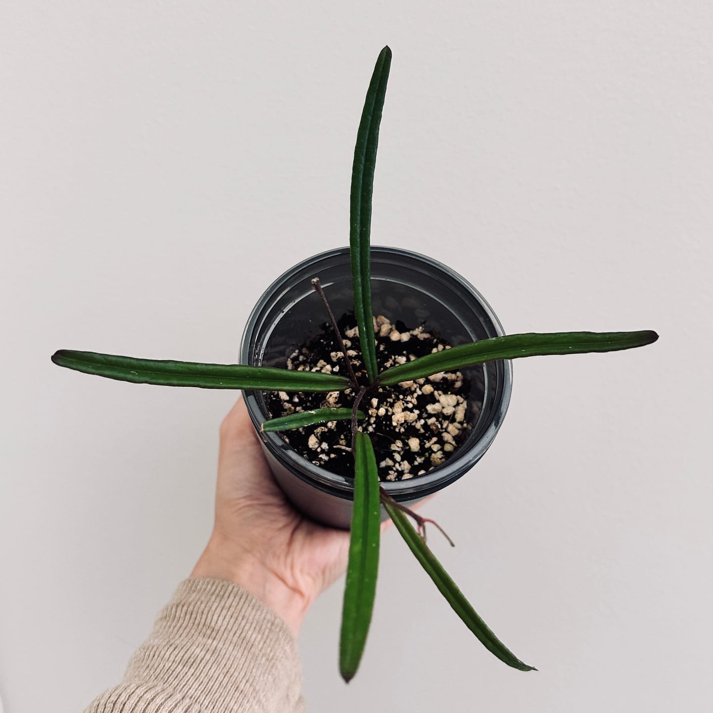Customer photo review of Hoya insularis