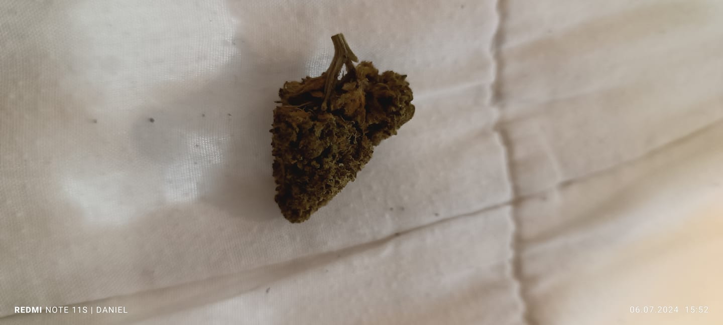 Customer photo review of Jack Herer CBD Blüten Indoor