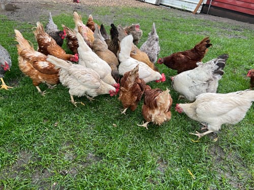 Customer photo review of GrubTerra Dried Larvae Sample