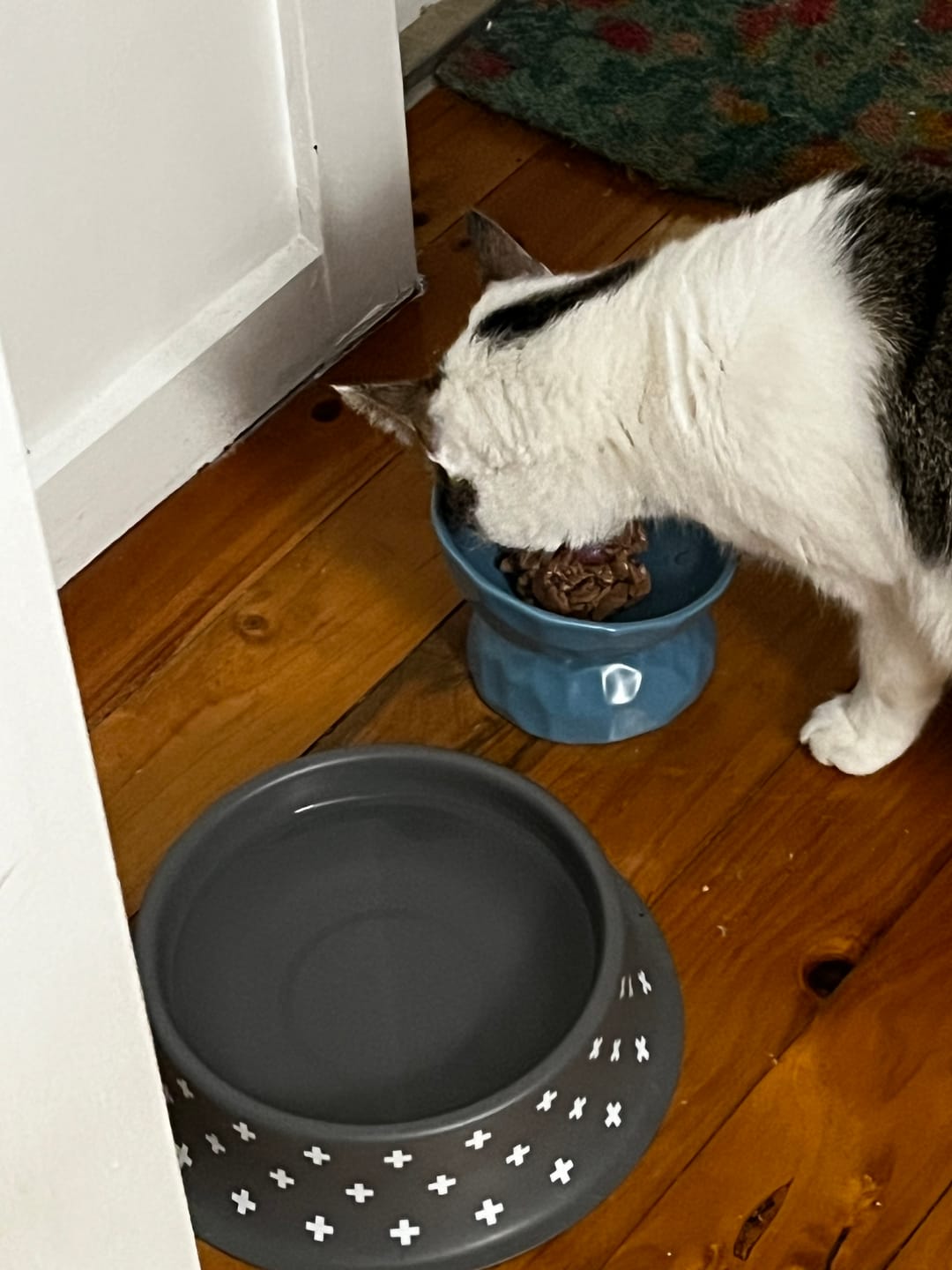 Customer photo review of Tilting Ceramic Cat Bowls With Uneven Texture