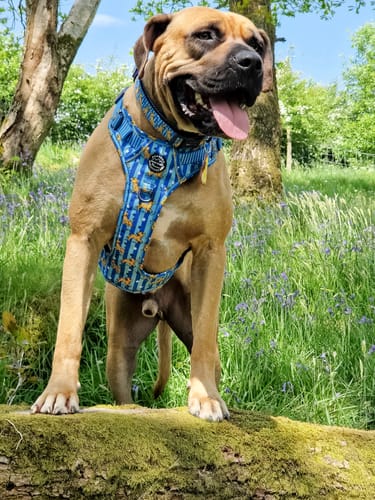 Customer photo review of Disney© Tough Trails™ Harness - Simba