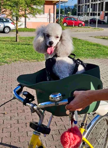 Customer photo review of Kvisp Dog Bike Carrier