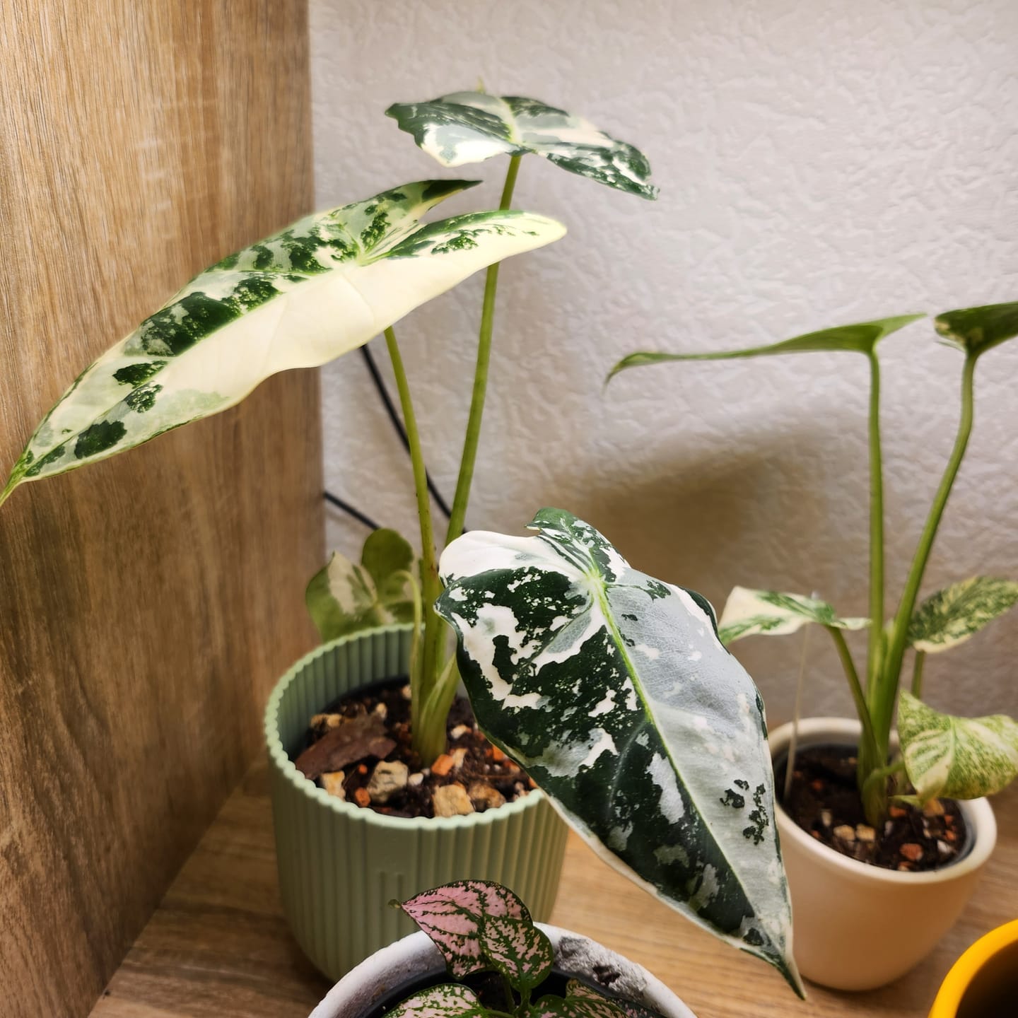 Customer photo review of ALOCASIA FRYDEK VARIEGATA