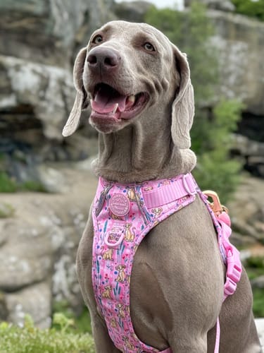 Customer photo review of Disney© Tough Trails™ Harness - Nala
