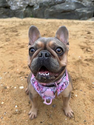 Customer photo review of Disney© Tough Trails™ Harness - Piglet