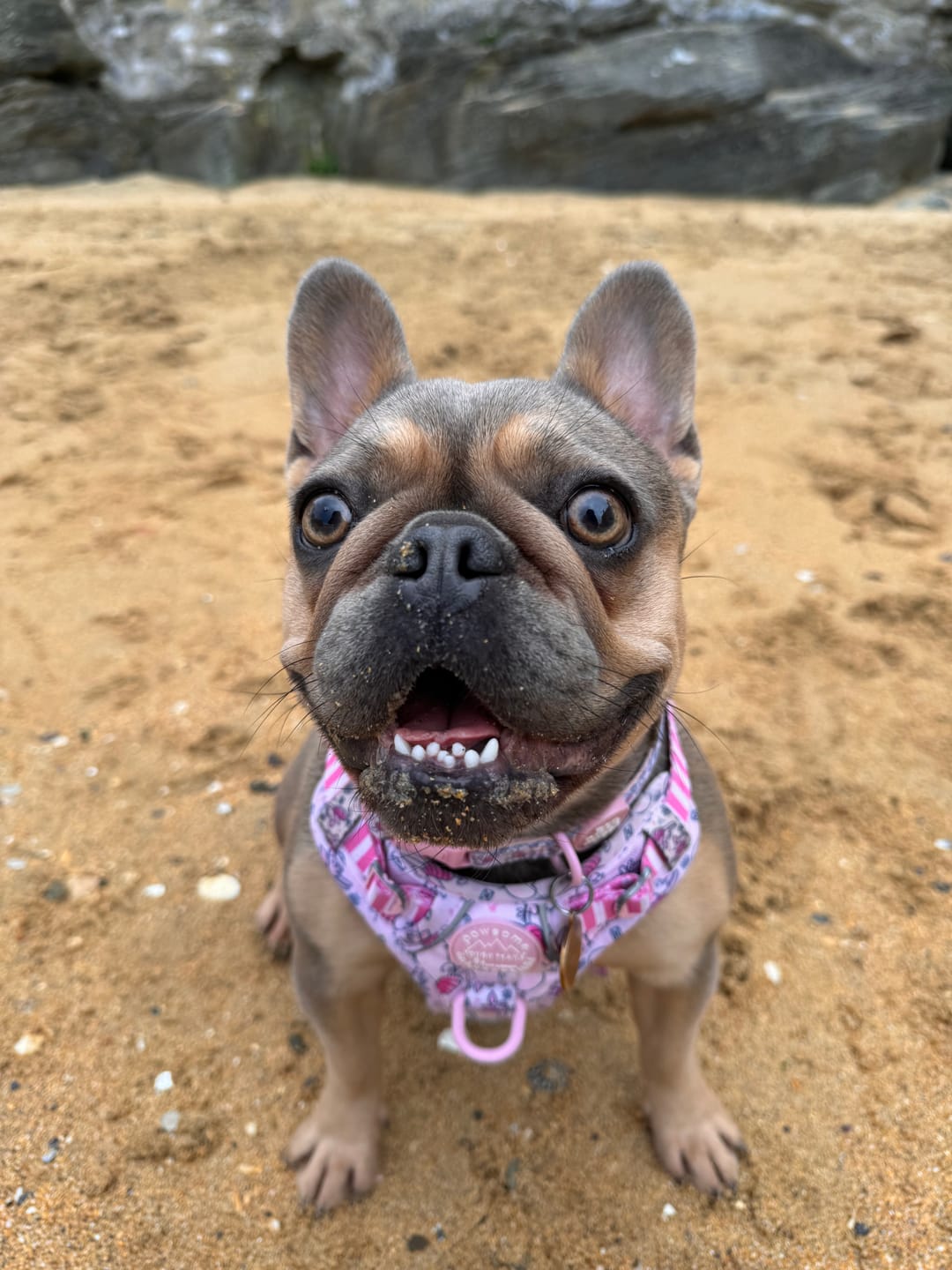 Customer photo review of Disney© Tough Trails™ Harness - Piglet