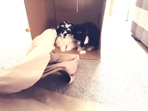 Customer photo review of Hay Cube