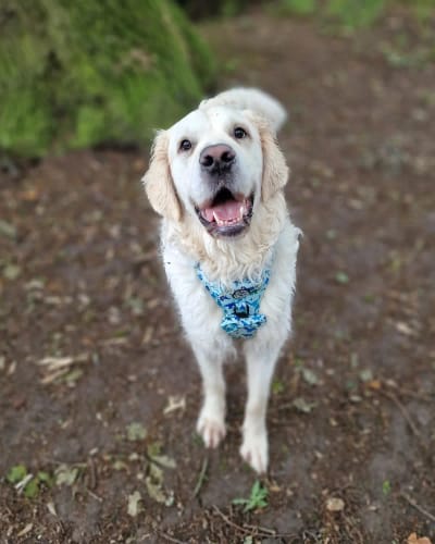 Customer photo review of Tough Trails™ Harness - Dinky Dino