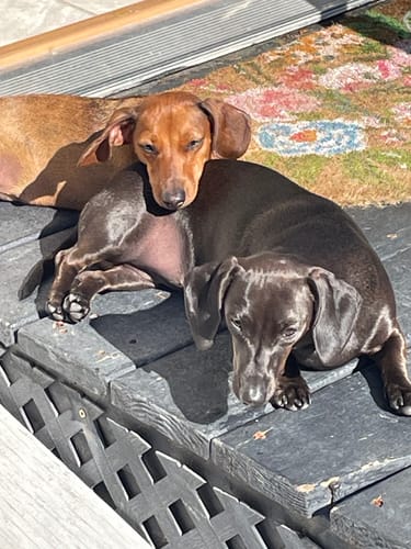 Customer photo review of PUMPKIN YAK CHEWS