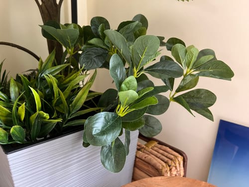 Customer photo review of Schefflera Kunstplant 30cm