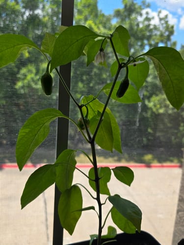 Customer photo review of NuMex Lemon Spice Jalapeño Chile Pepper Seeds