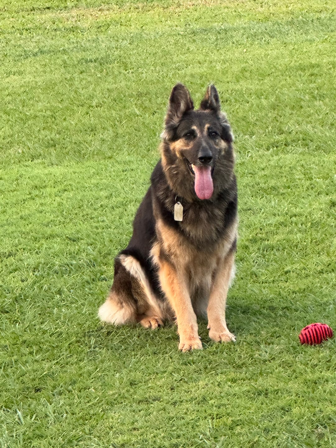 Customer photo review of Canine Joint Plus™️ 500g