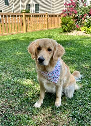 Customer photo review of Fourth of July Stars Dog Bandana