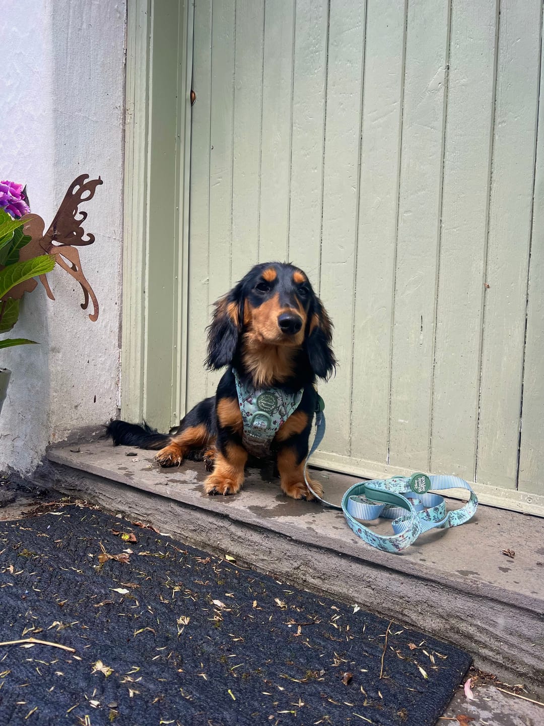 Customer photo review of Disney© Tough Trails™ Harness - 100 Aker Wood