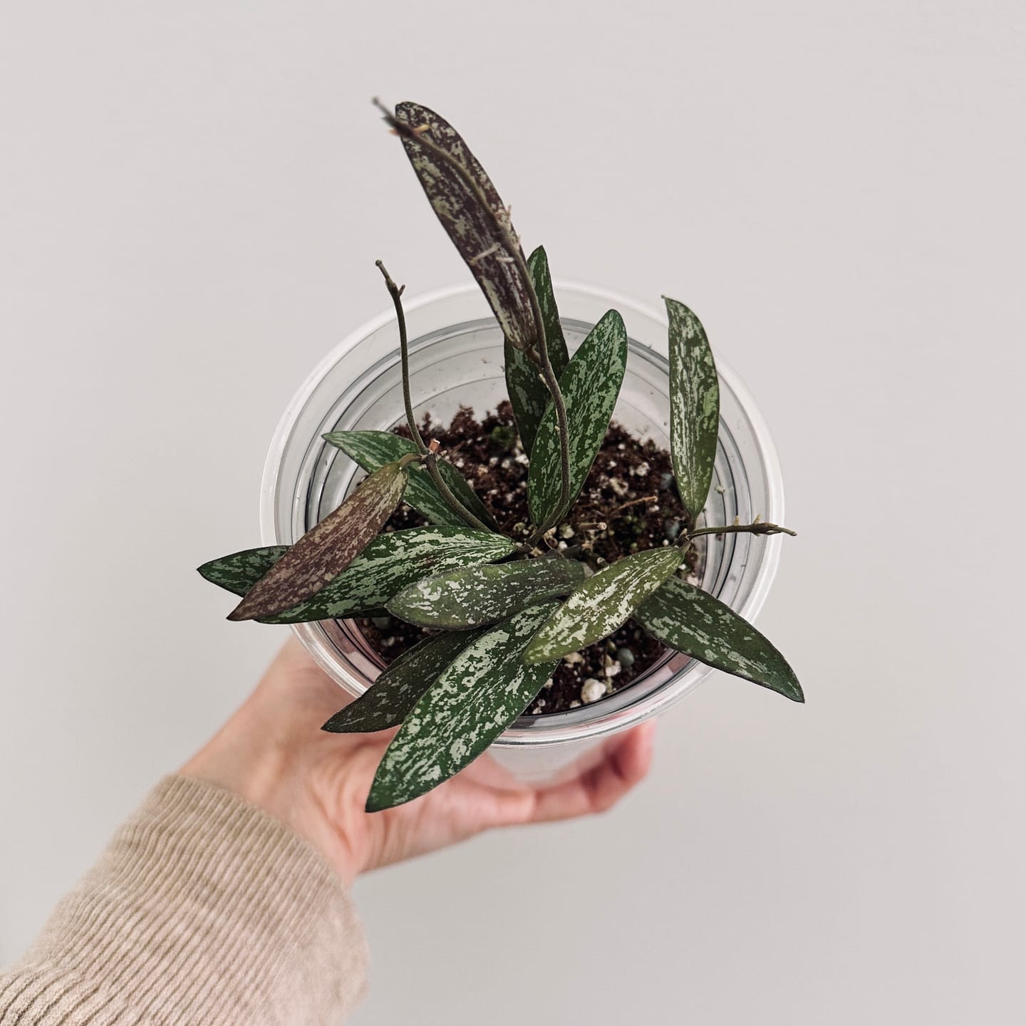 Customer photo review of Hoya sigillatis
