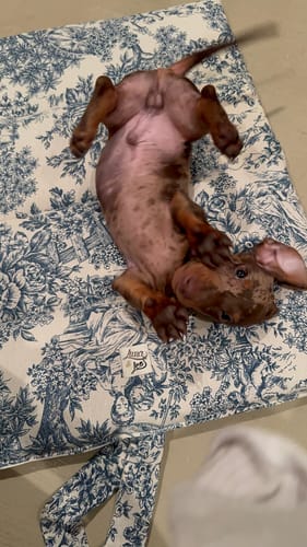 Customer photo review of Trapuntina Arrotolabile Toile De Jouy